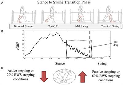 Alterations of Spinal Epidural Stimulation-Enabled Stepping by Descending Intentional Motor Commands and Proprioceptive Inputs in Humans With Spinal Cord Injury